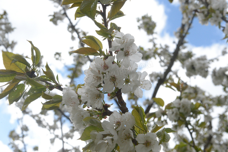 春天白色樱花开花图片