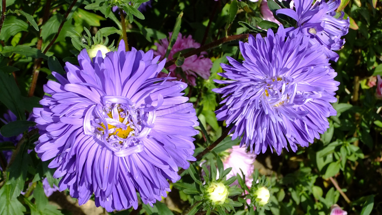 花园紫色菊花图片