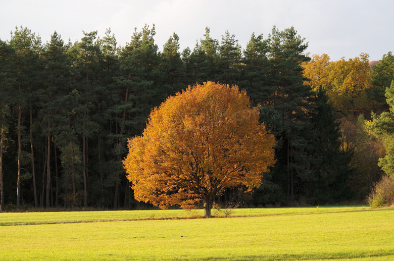 野外秋季树木图片