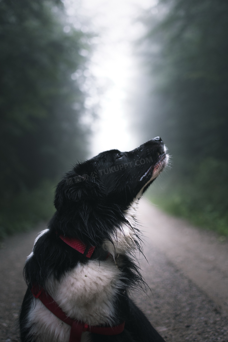 边牧犬成年图片