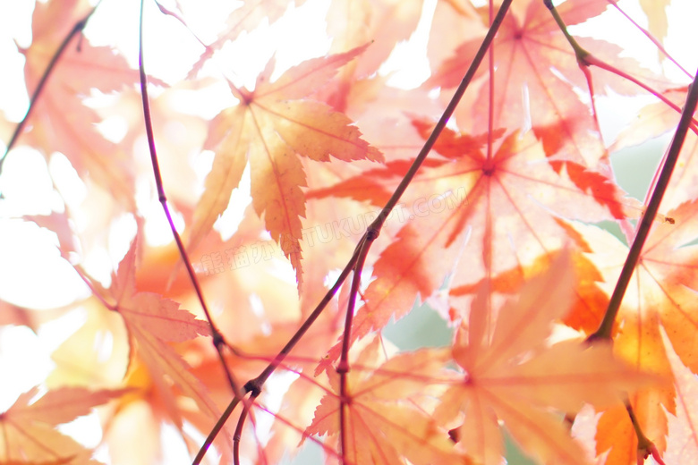 秋季枫叶唯美图片