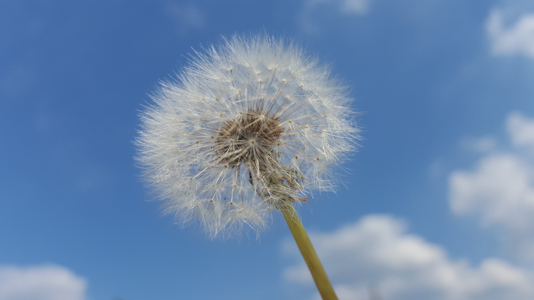 蒲公英天空背景图片