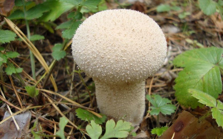白色蘑菇朵图片