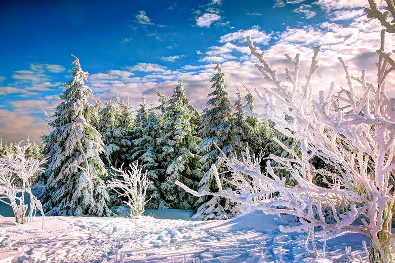树木雪景风景图片