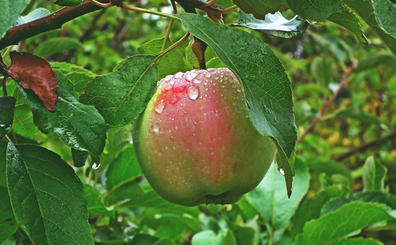 苹果树苹果特写图片