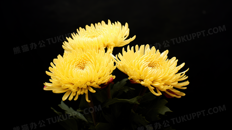金黄色菊花图片
