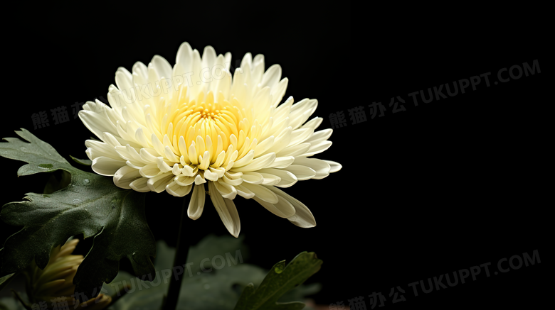 一朵淡黄色的菊花图片