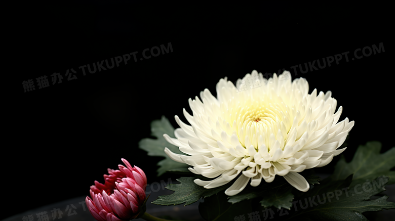 一朵白色的菊花图片