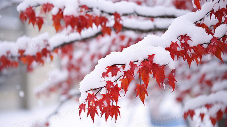 冬天被雪覆盖的植物图片