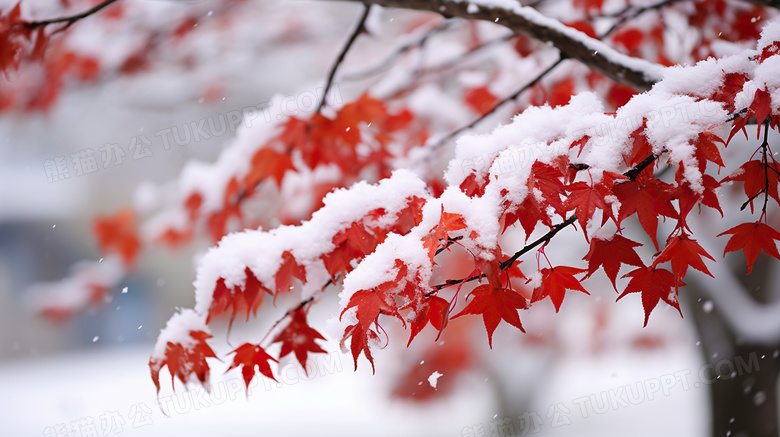 冬天被雪覆盖的植物图片