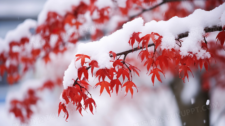 冬天被雪覆盖的植物图片