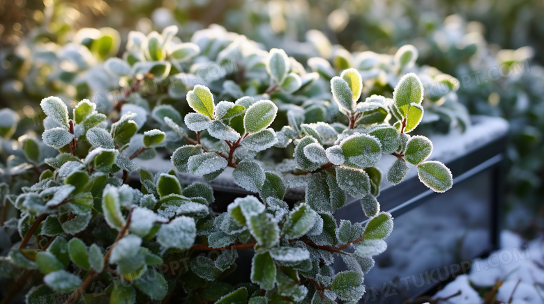 冬天霜冻的植物图片