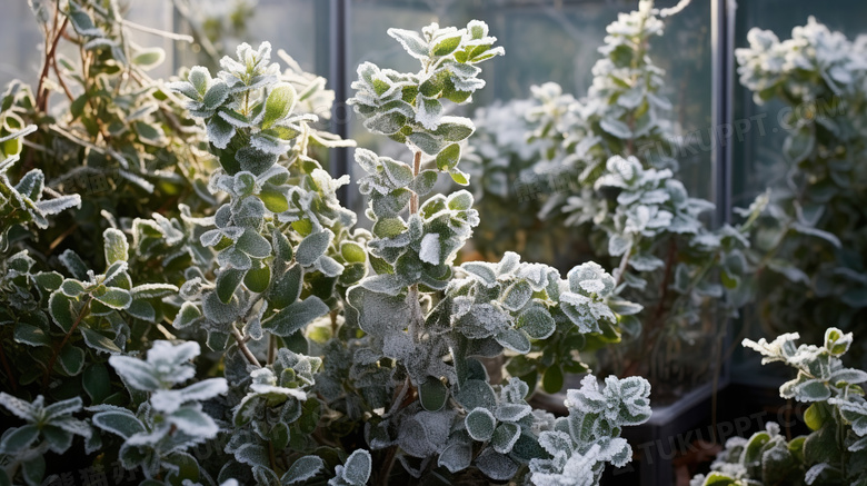 冬天霜冻的植物图片