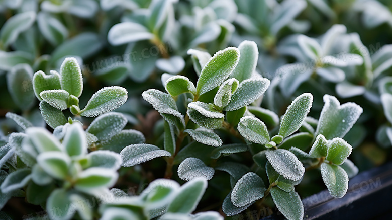 冬天霜冻的植物图片