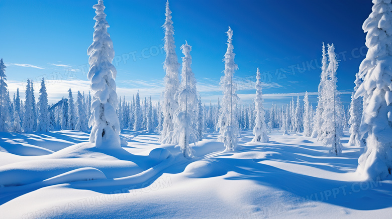 冬天森林雪地风景图片