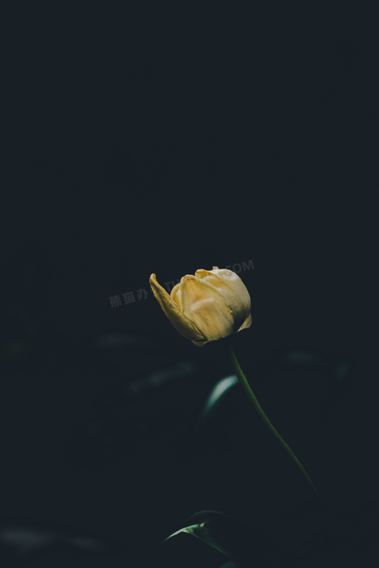 一朵黄玫瑰图片