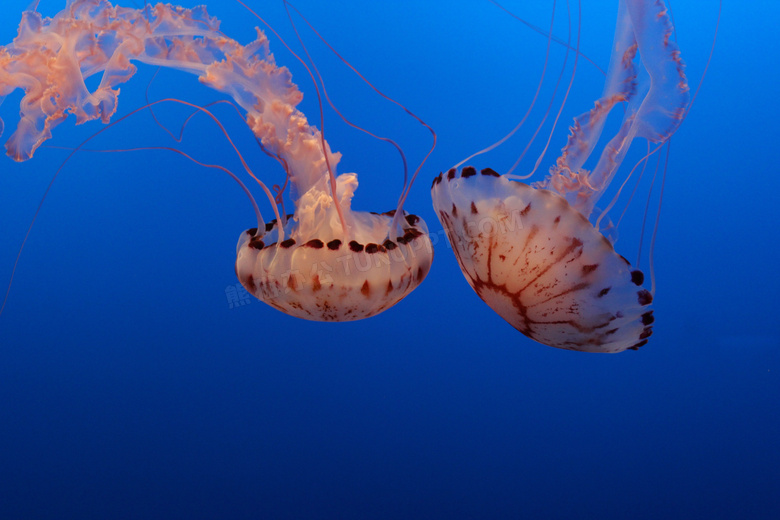 水族馆海蜇图片