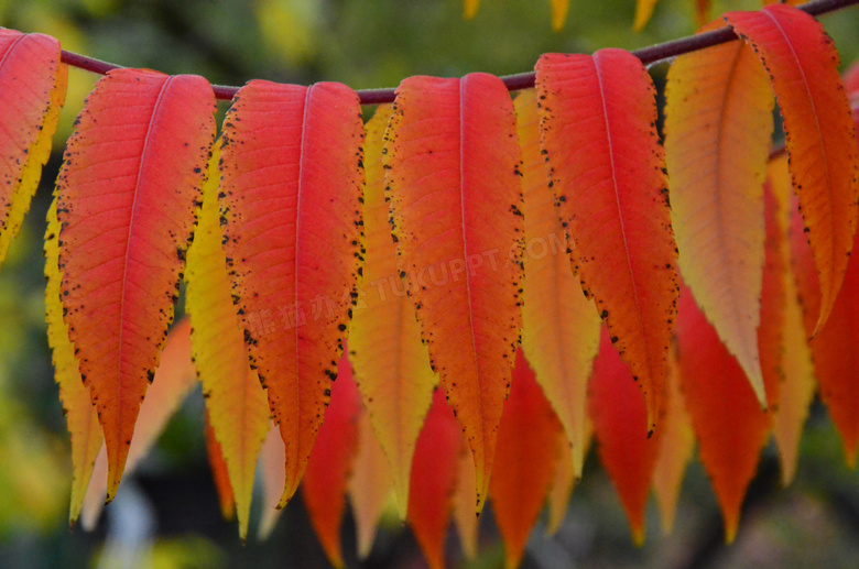 秋天漂亮红叶子图片