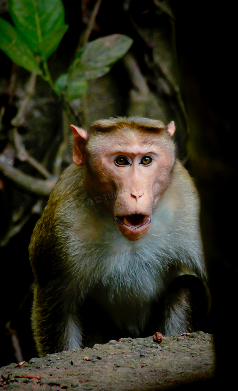 惊讶的猴子图片