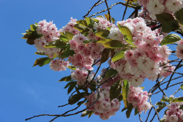 蓝天下粉色樱花开花图片