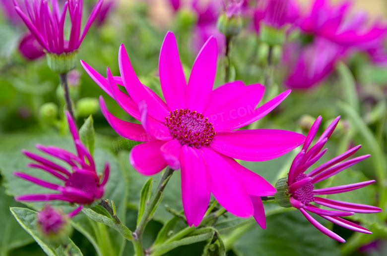 花園漂亮觀賞花朵圖片