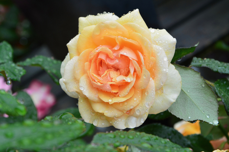 雨后淡黄色玫瑰图片