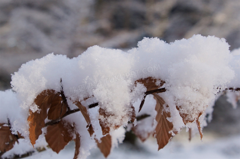 冬天树枝上积雪图片