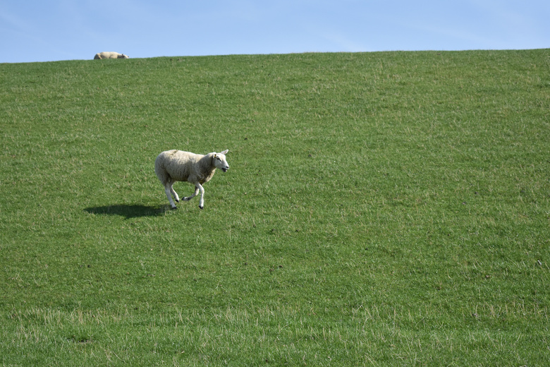 草原小绵羊图片