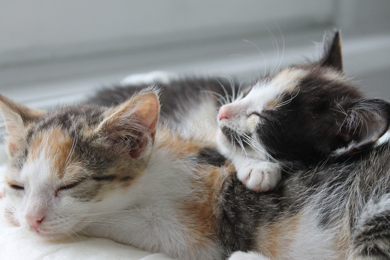 两只熟睡小猫图片
