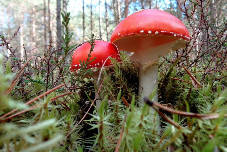 红色鹅膏菌菇图片