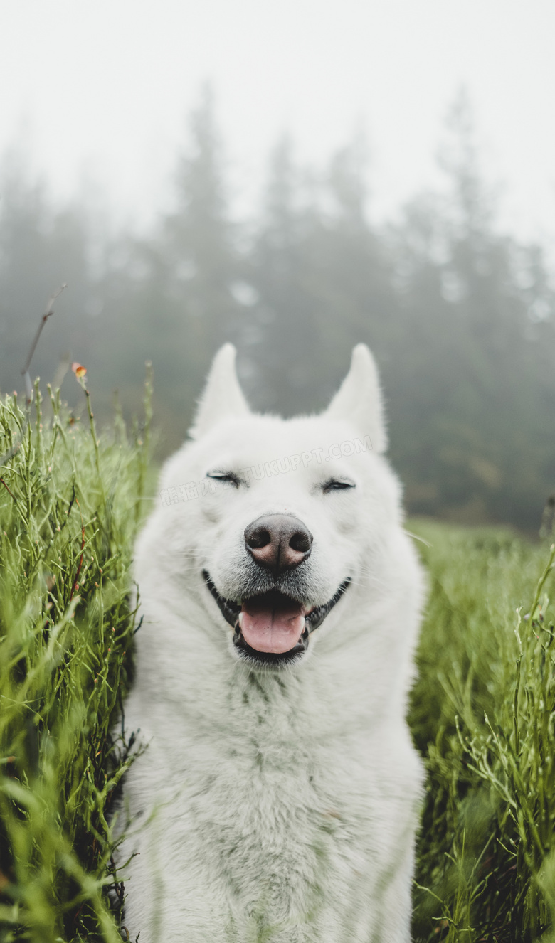 白色雪橇犬哈士奇jpg格式图片下载 熊猫办公