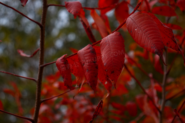 秋天大色树叶图片