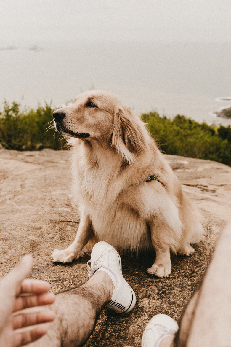 白色英系金毛犬图片