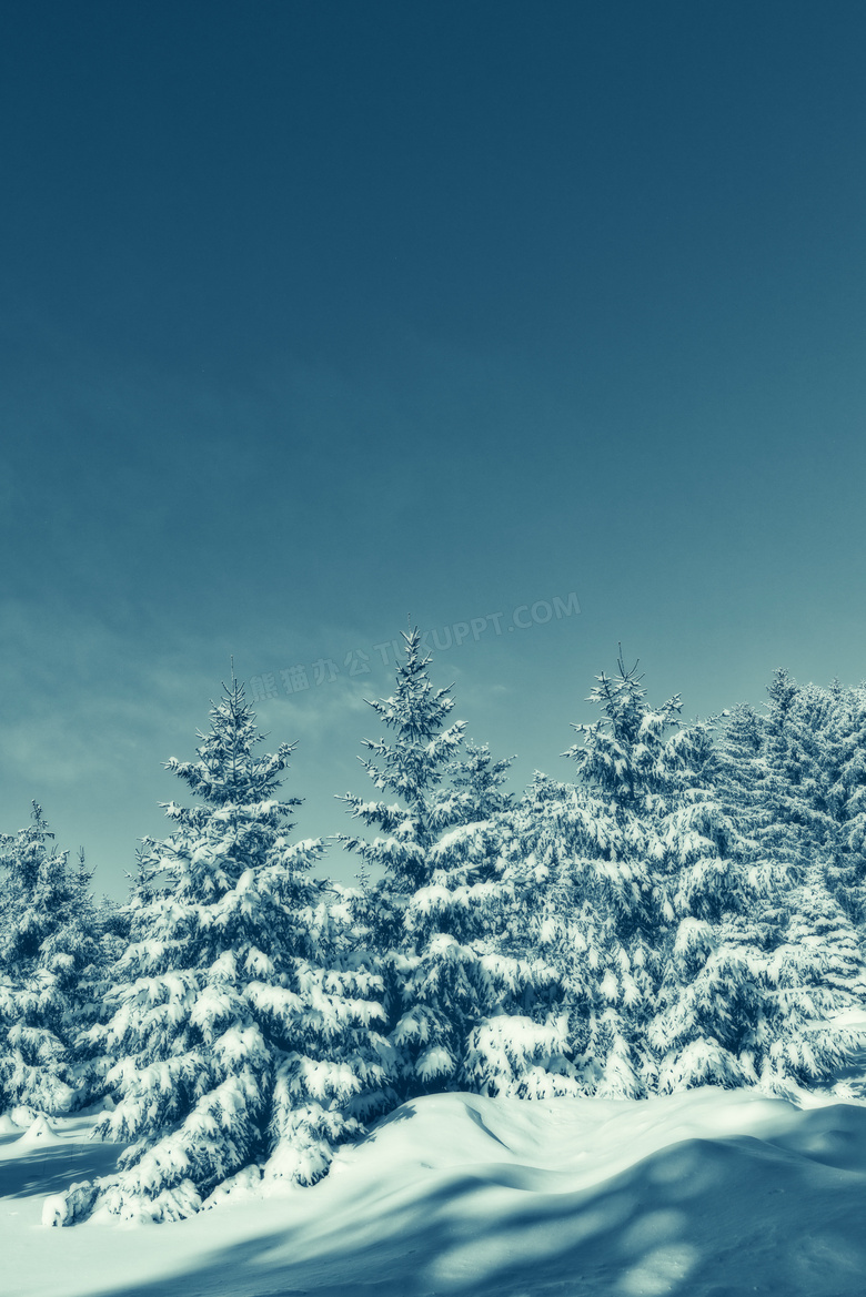 蓝天树林雪景图片