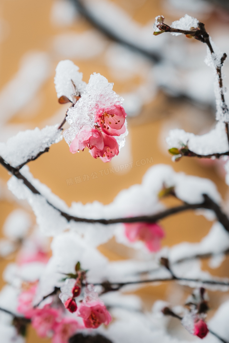 雪中红梅图片