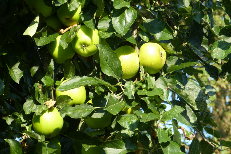 苹果树绿苹果图片