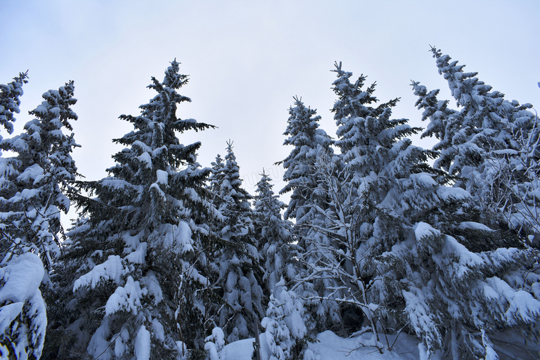 冬天树木积雪图片