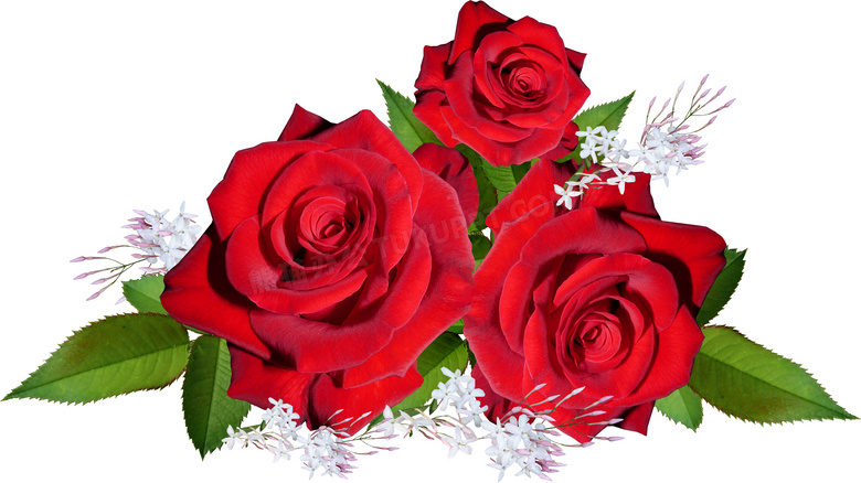 漂亮大红玫瑰花朵图片