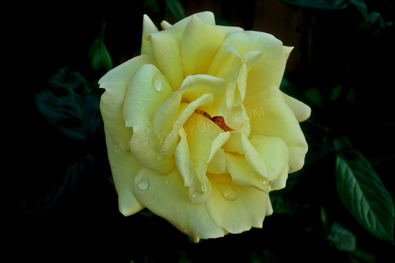 雨后黄玫瑰花朵图片