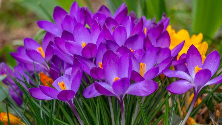春天紫色藏红花朵图片