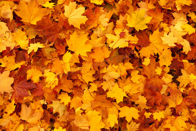 秋天黄色落叶背景图片