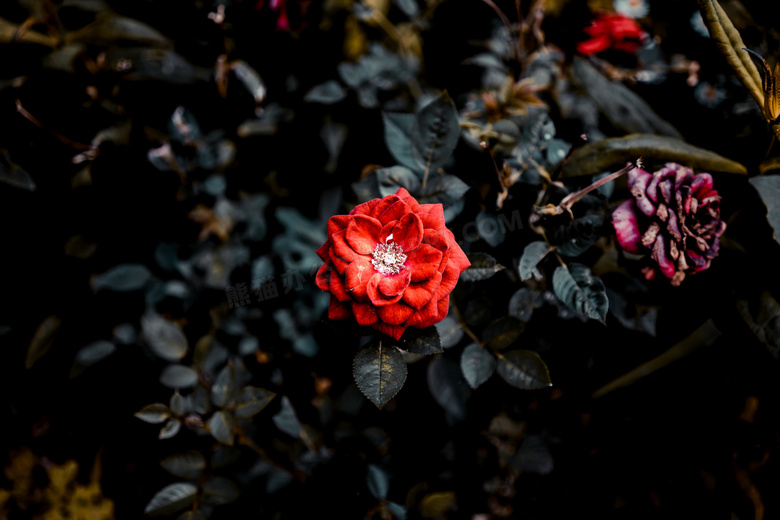 漂亮高清红玫瑰图片