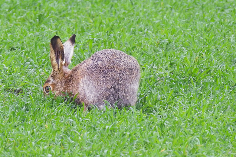 灰色野兔吃草图片