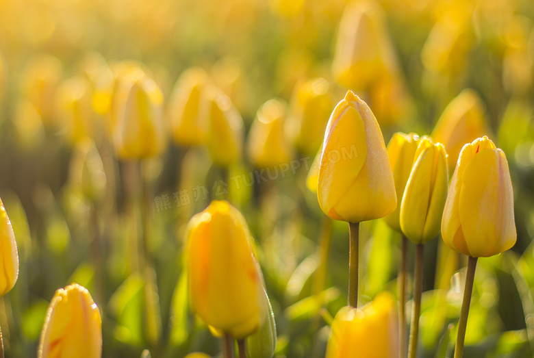 黄色郁金香花壁纸图片