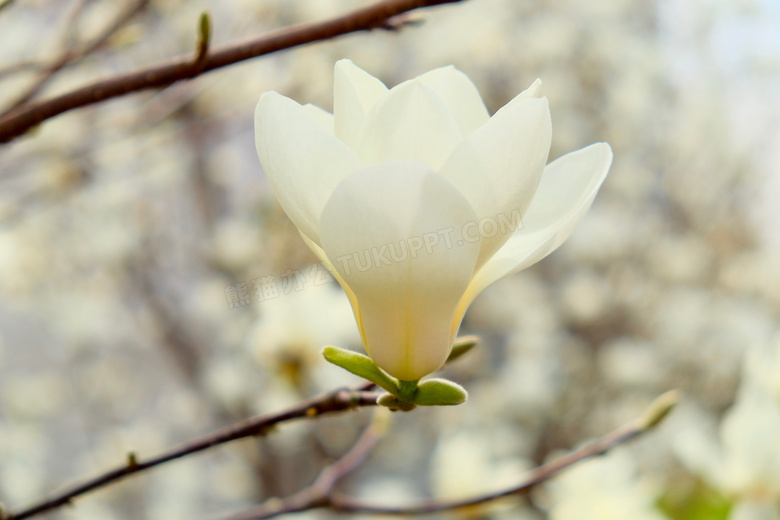 白色玉兰花朵图片