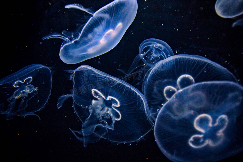 水族馆海蜇观赏图片