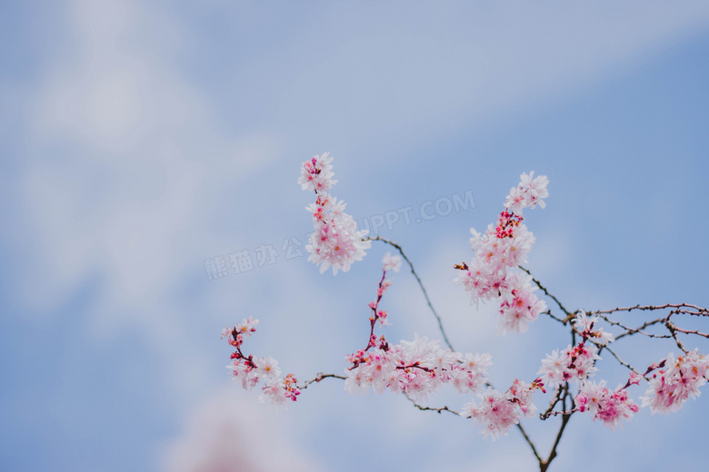 粉色梅花意境图片