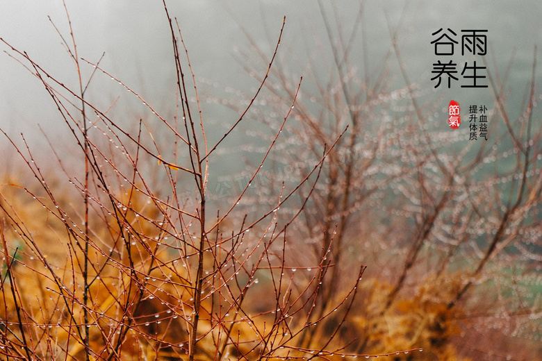 谷雨节气养生图片