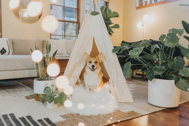 可爱柯基犬高清图片