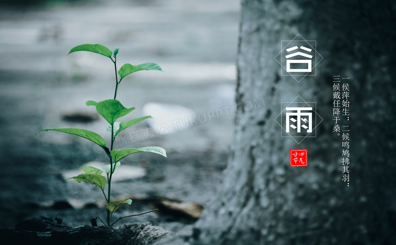 谷雨物候图片